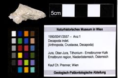 Foto (Objekt + Etiketten) von Decapoda indet. 